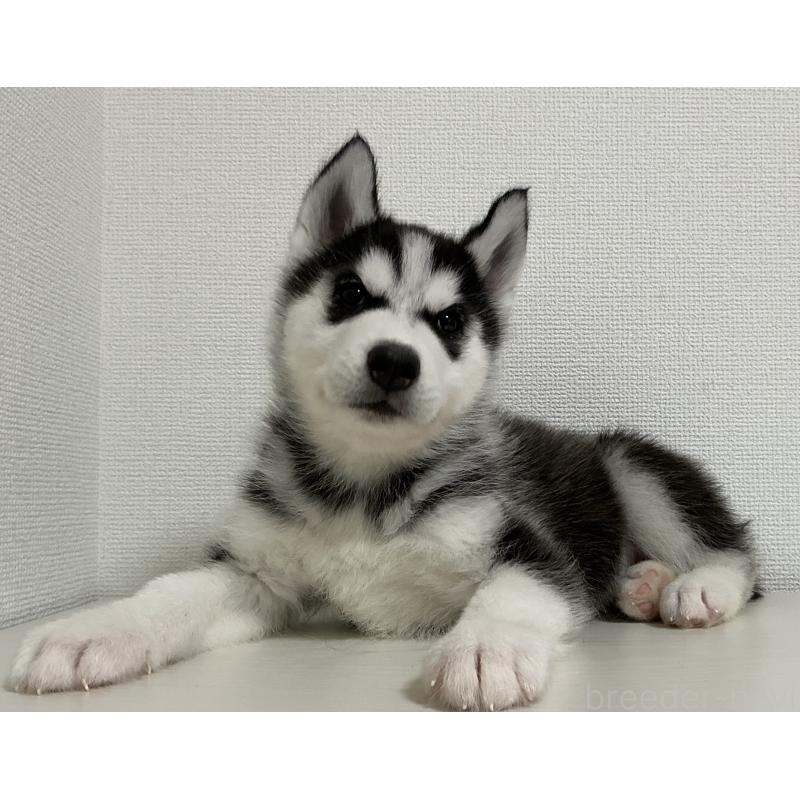 成約済の神奈川県のシベリアンハスキー-441320の3枚目