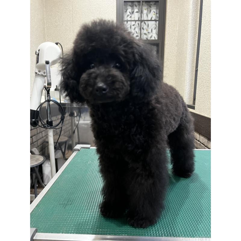 販売中の三重県のトイプードル-444453の6枚目