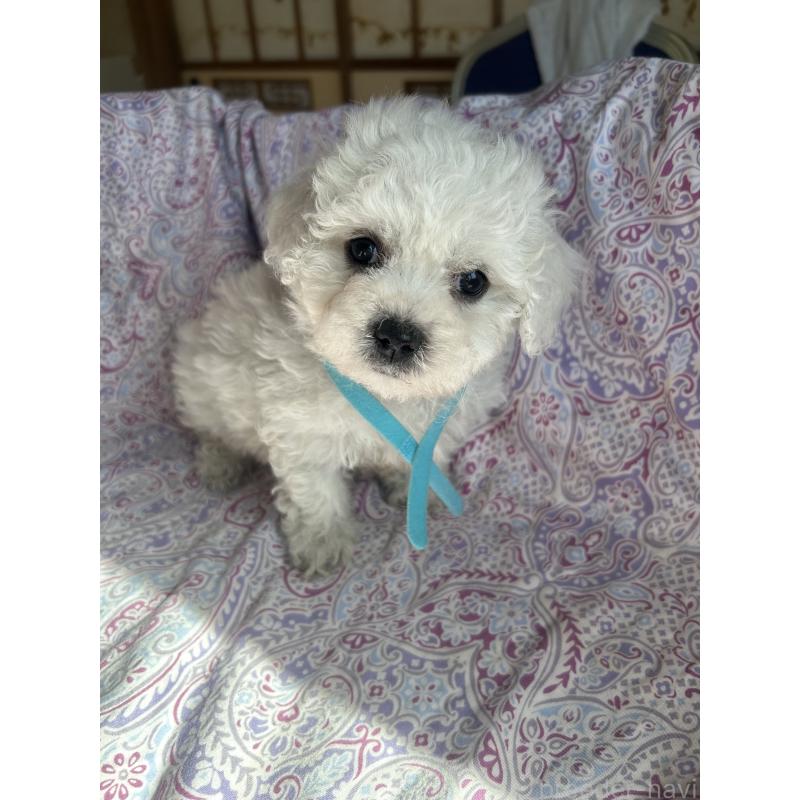 成約済の愛知県のビションフリーゼ-445130の7枚目