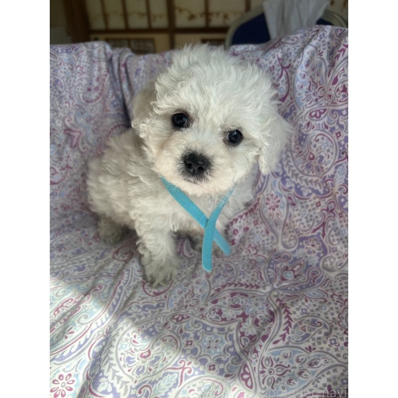 成約済の愛知県のビションフリーゼ-445130の6枚目