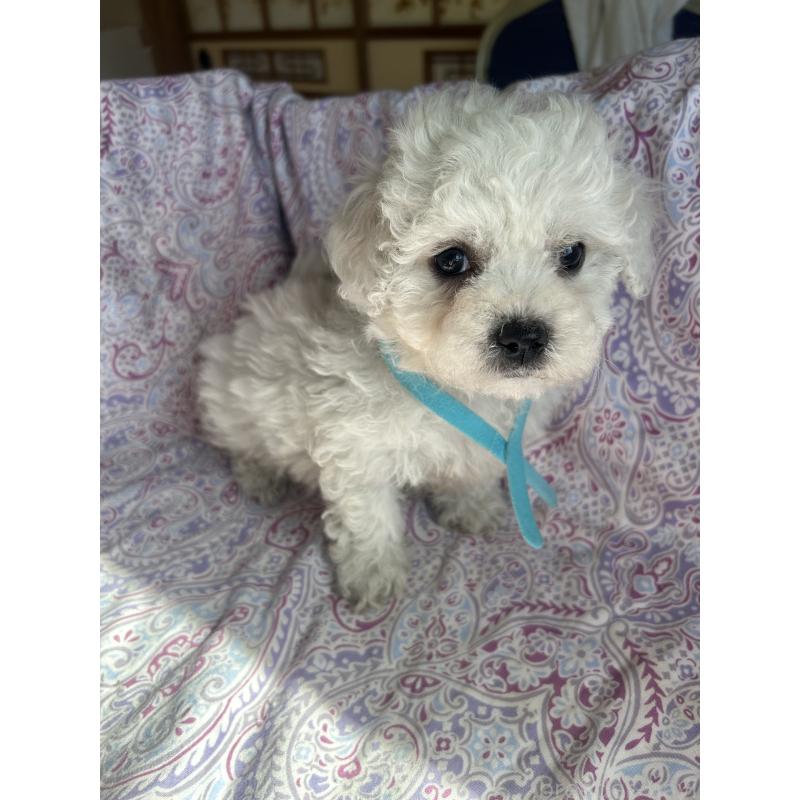 成約済の愛知県のビションフリーゼ-445130の5枚目