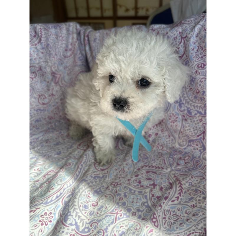 成約済の愛知県のビションフリーゼ-445130の4枚目