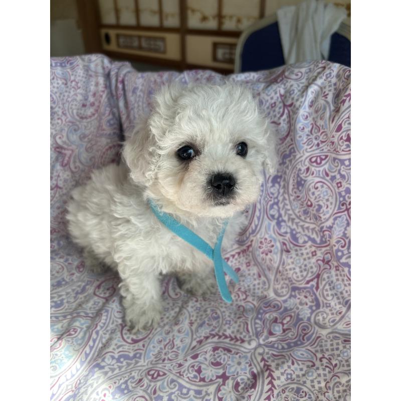 成約済の愛知県のビションフリーゼ-445130の3枚目