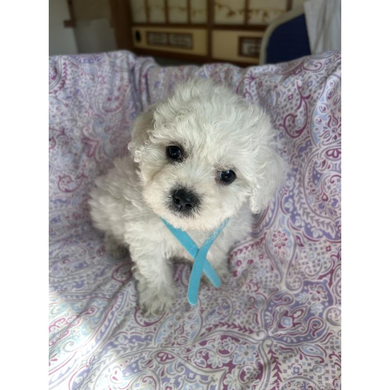 成約済の愛知県のビションフリーゼ-445130の2枚目