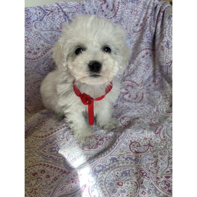 成約済の愛知県のビションフリーゼ-445129の7枚目