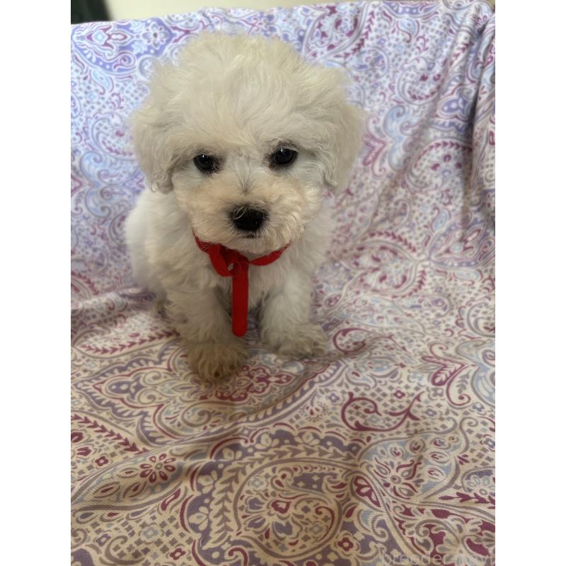 成約済の愛知県のビションフリーゼ-445129の6枚目