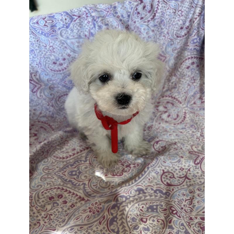 成約済の愛知県のビションフリーゼ-445129の5枚目