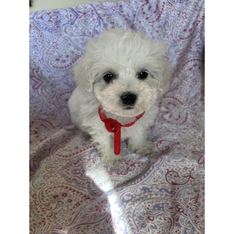 成約済の愛知県のビションフリーゼ-445129の4枚目