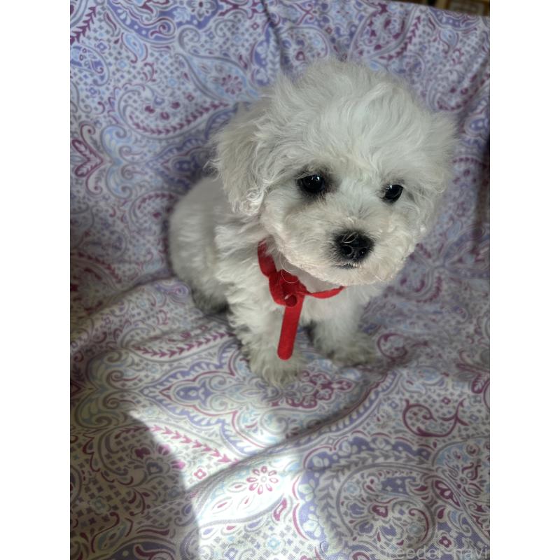 成約済の愛知県のビションフリーゼ-445129の3枚目