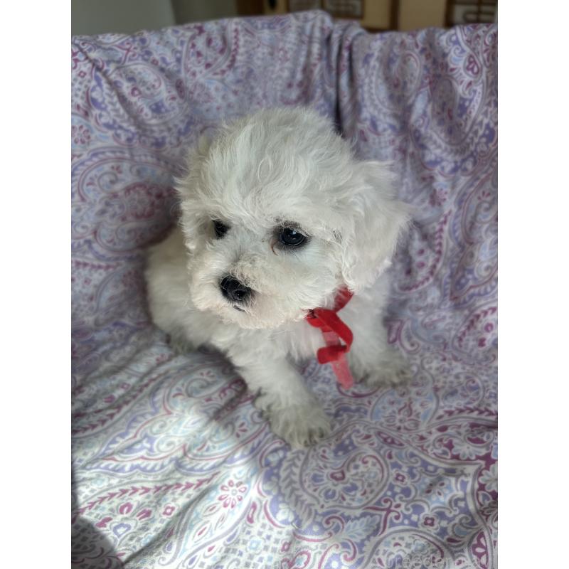 成約済の愛知県のビションフリーゼ-445129の2枚目