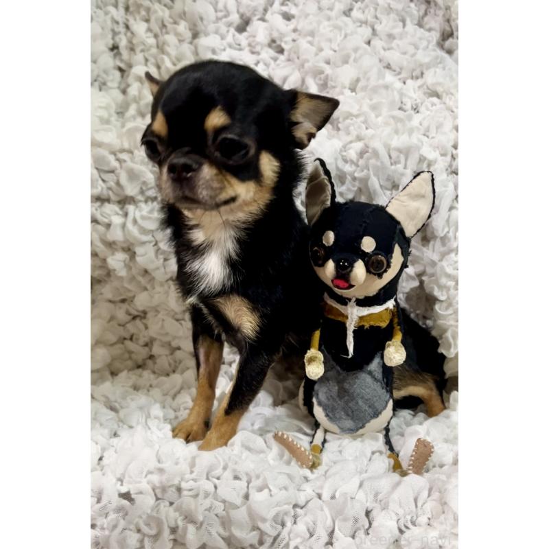 犬舎紹介の埼玉県の犬舎紹介-2254の5枚目