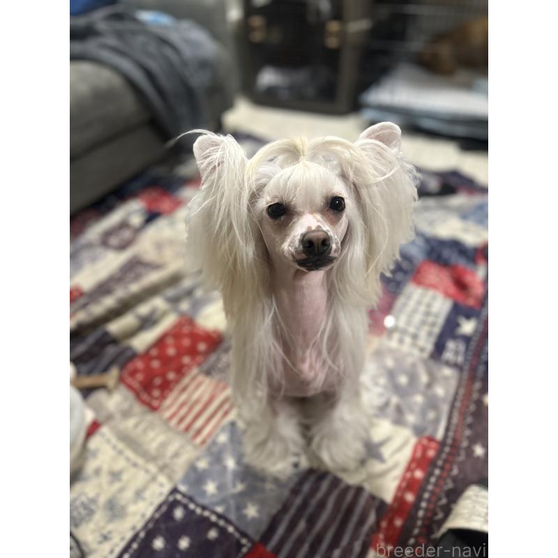 髙橋妃加里ブリーダーの詳細