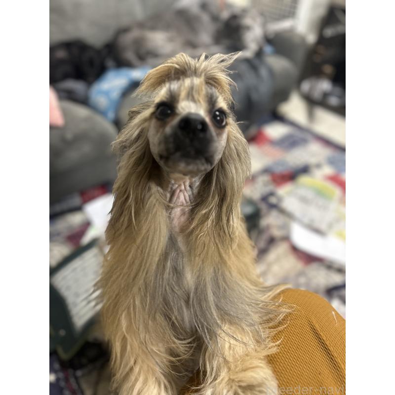 髙橋妃加里ブリーダーの詳細