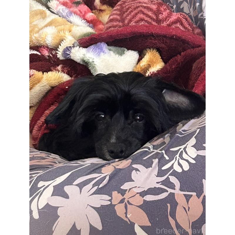 髙橋妃加里ブリーダーの詳細