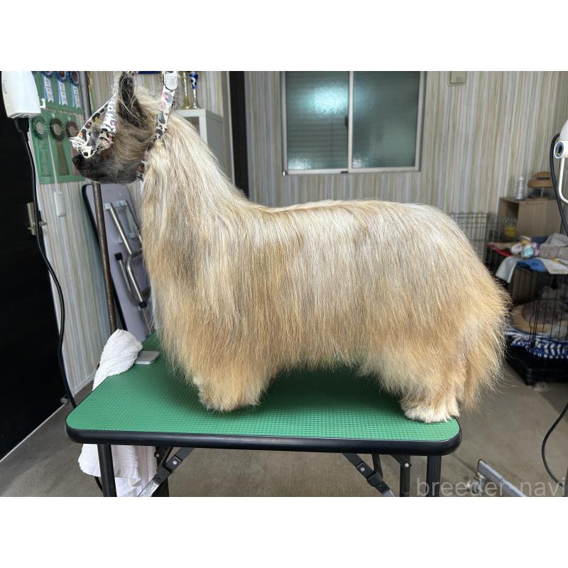 髙橋妃加里ブリーダーの詳細