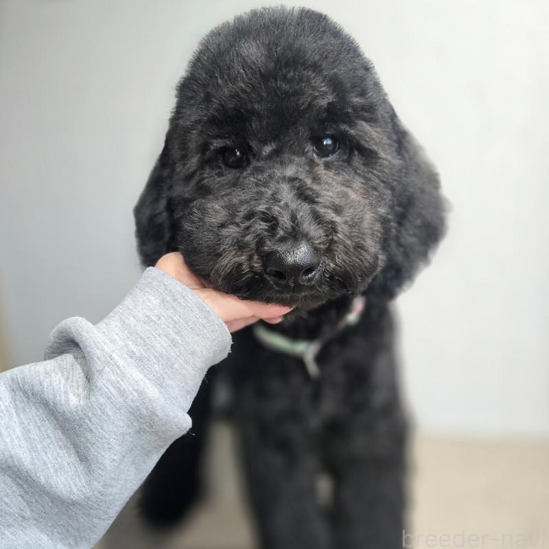 ♀︎スタンダードプードル