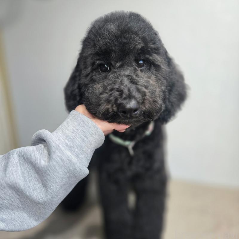 成約済の石川県のスタンダードプードル-434489の9枚目