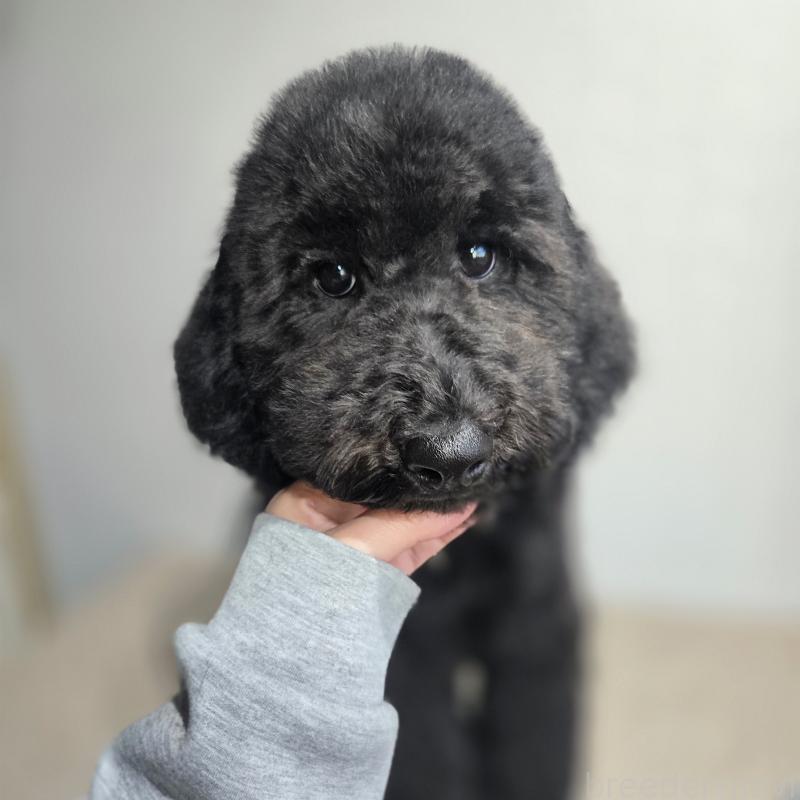 成約済の石川県のスタンダードプードル-434489の8枚目