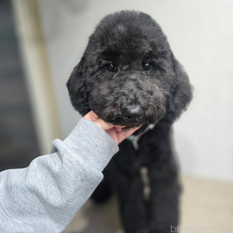 成約済の石川県のスタンダードプードル-434489の7枚目