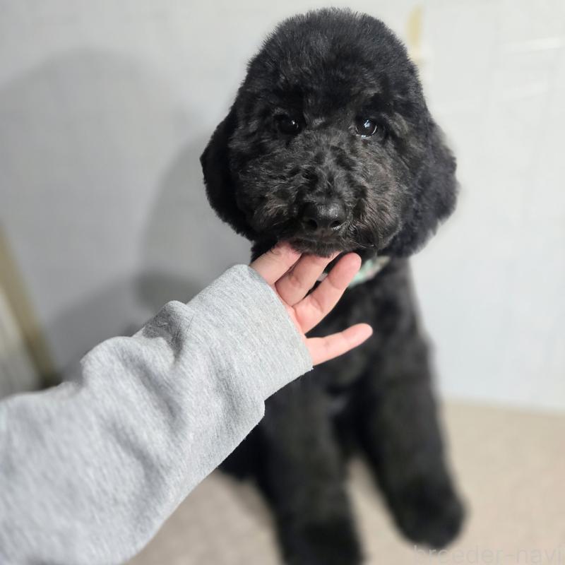 成約済の石川県のスタンダードプードル-434489の6枚目