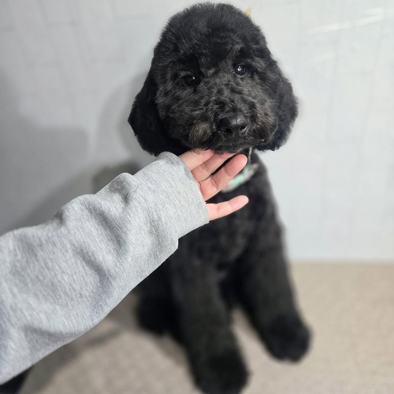 成約済の石川県のスタンダードプードル-434489の5枚目