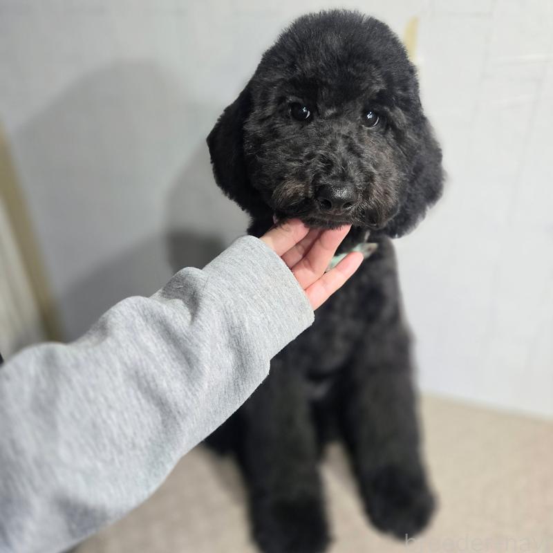 成約済の石川県のスタンダードプードル-434489の4枚目