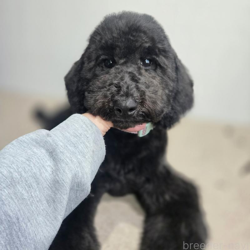 成約済の石川県のスタンダードプードル-434489の3枚目