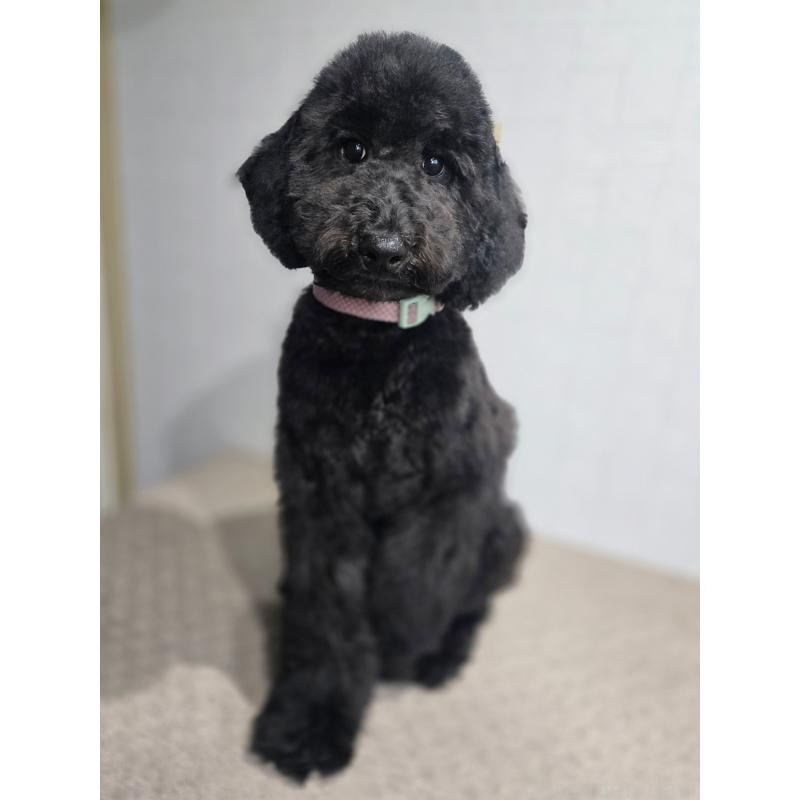 成約済の石川県のスタンダードプードル-434489の2枚目