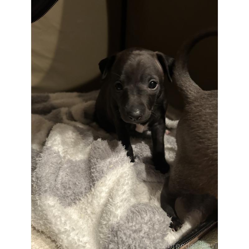 販売中の栃木県のイタリアングレーハウンド(イタグレ)-445244の26枚目