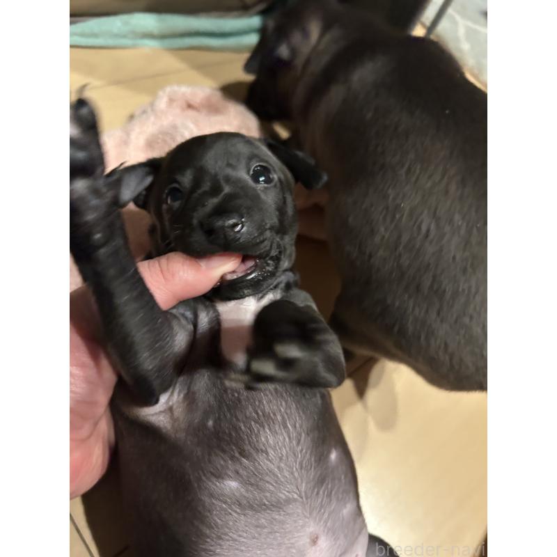 販売中の栃木県のイタリアングレーハウンド(イタグレ)-445244の25枚目