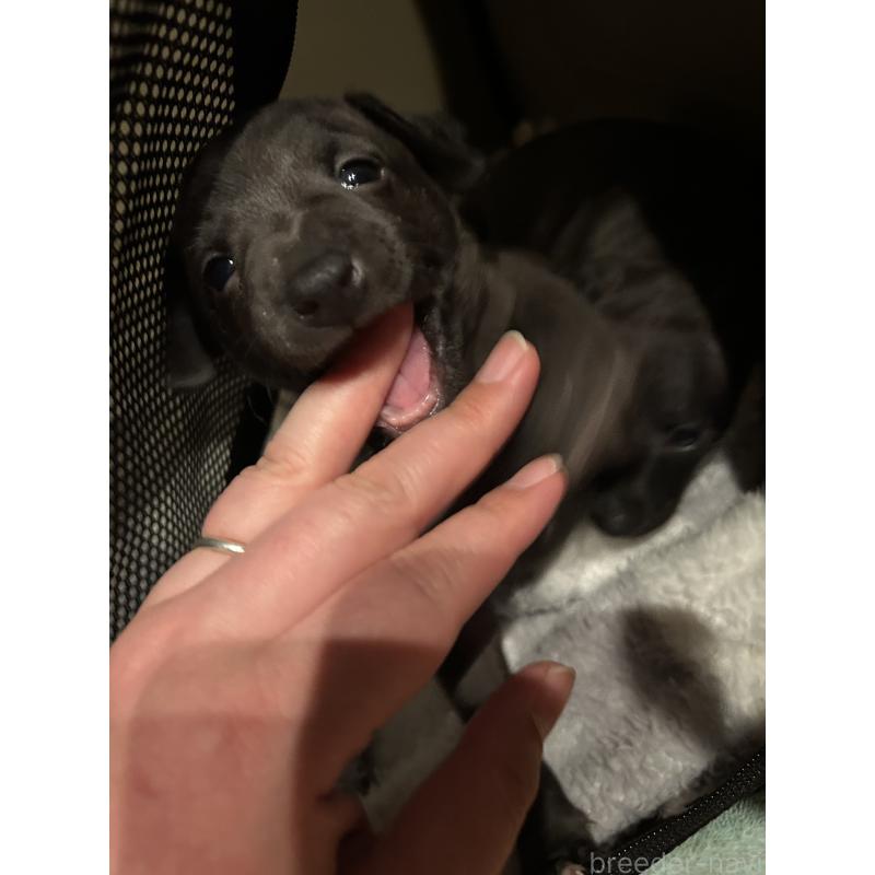 成約済の栃木県のイタリアングレーハウンド(イタグレ)-445243の10枚目