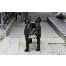 ♀︎フレンチブルドッグ