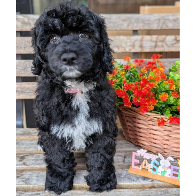 販売中の東京都のポーチュギーズウォータードッグ-433947の6枚目