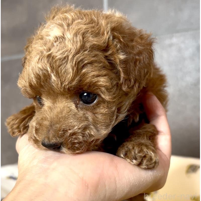 販売中の奈良県のタイニープードル-446944の18枚目
