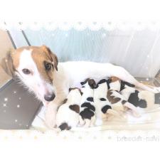 ♀︎ジャックラッセルテリア