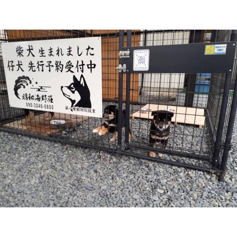 犬舎紹介の山梨県の犬舎紹介-5413の4枚目