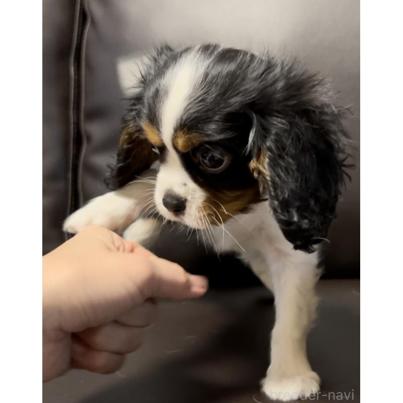 成約済の奈良県のキャバリアキングチャールズスパニエル-443680の2枚目