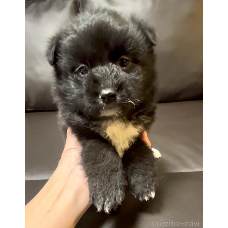 販売中の奈良県のミックス犬-442858