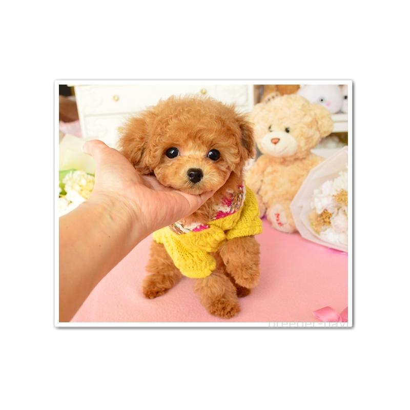 成約済の岩手県のティーカッププードル-443590の4枚目