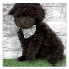 ♀︎タイニープードル