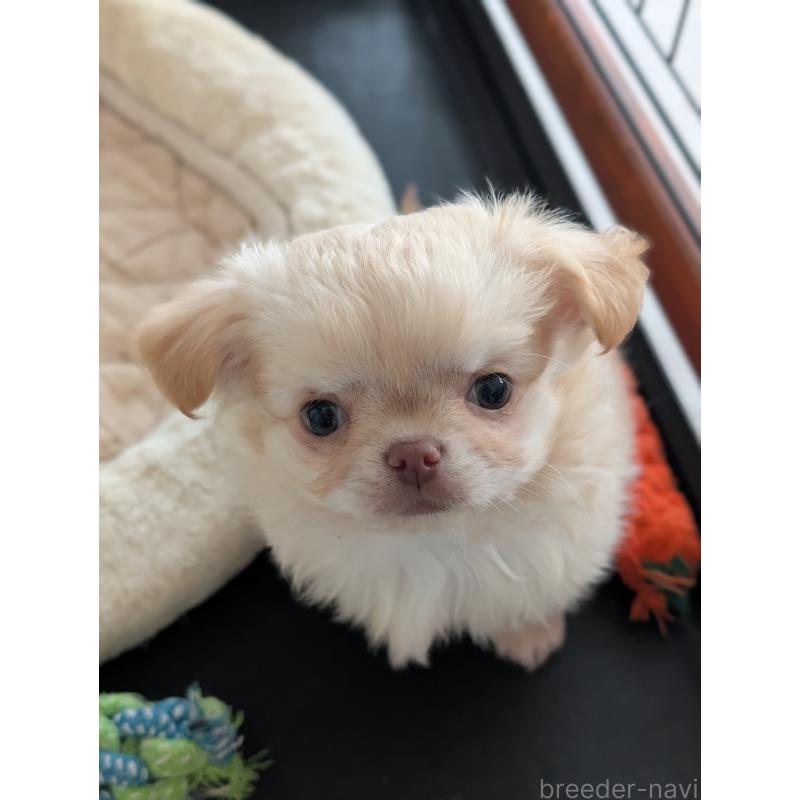 成約済の北海道のチワワ(ロングコート)-443812の9枚目