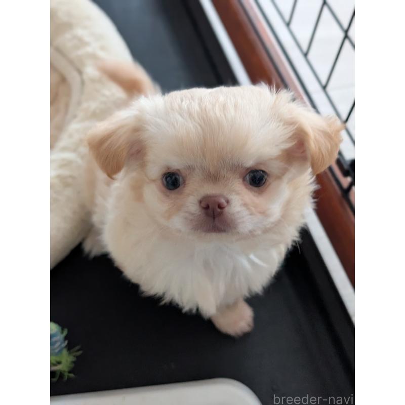 成約済の北海道のチワワ(ロングコート)-443812の8枚目