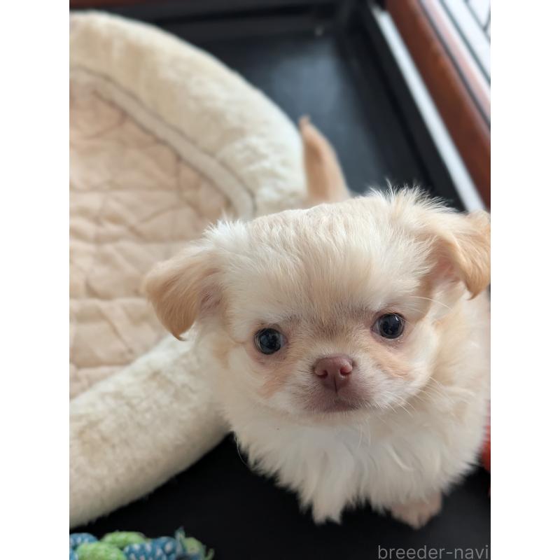 成約済の北海道のチワワ(ロングコート)-443812の7枚目