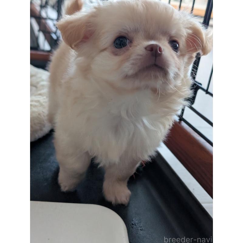 成約済の北海道のチワワ(ロングコート)-443812の6枚目