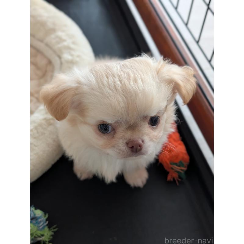 成約済の北海道のチワワ(ロングコート)-443812の5枚目