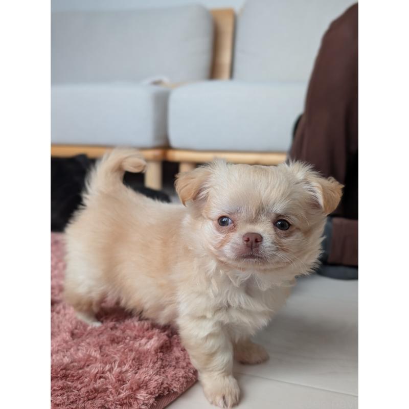 成約済の北海道のチワワ(ロングコート)-443812の4枚目