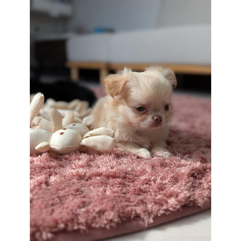 成約済の北海道のチワワ(ロングコート)-443812の3枚目