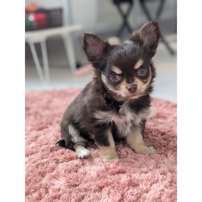 販売中の北海道のチワワ(ロングコート)-443809の8枚目