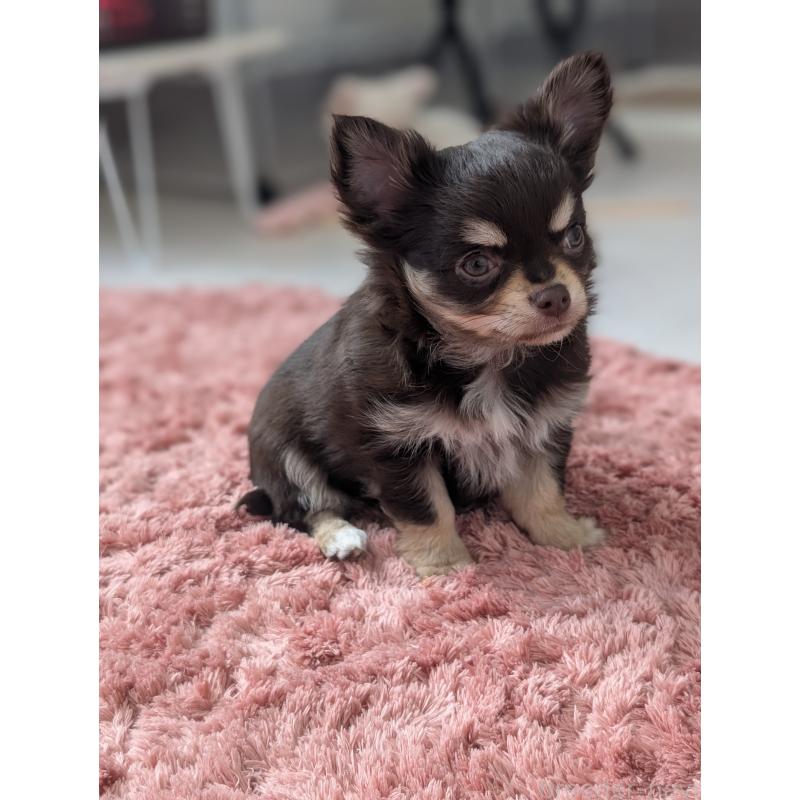 販売中の北海道のチワワ(ロングコート)-443809の7枚目