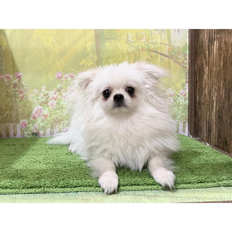 販売中の埼玉県のミックス犬-394109の6枚目